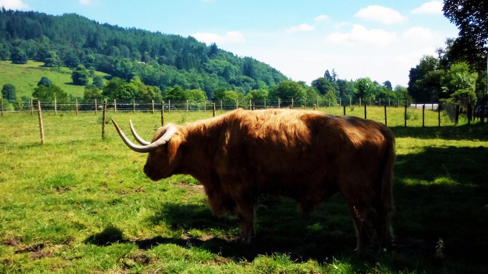 Shaggy brown Highland cow with large horns in a grassy field with trees and hills in the background.