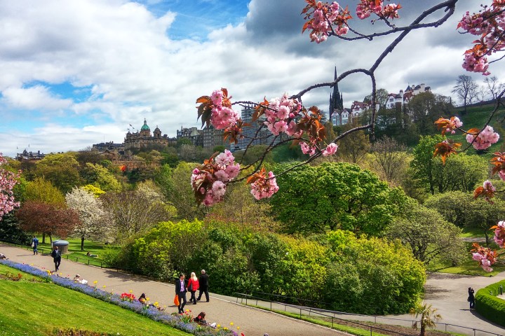 Cherry blossoms overlook a park with walking paths, green trees, and city buildings in the background.
