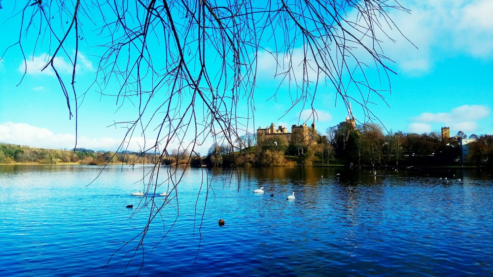 Lake with swans, castle on hill, and bare branches over water under blue sky.